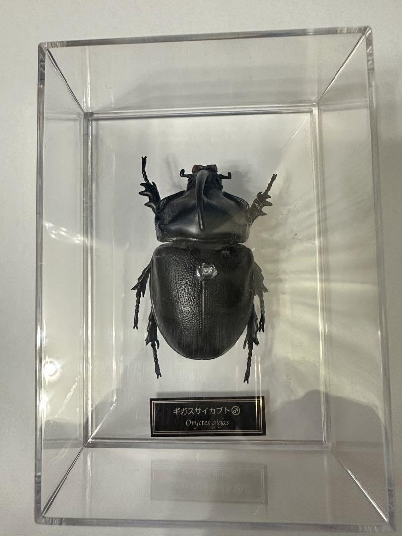 マダガスカル産　ギガスサイカブト 大型 マダガスカル産 ギガスサイカブト 大型